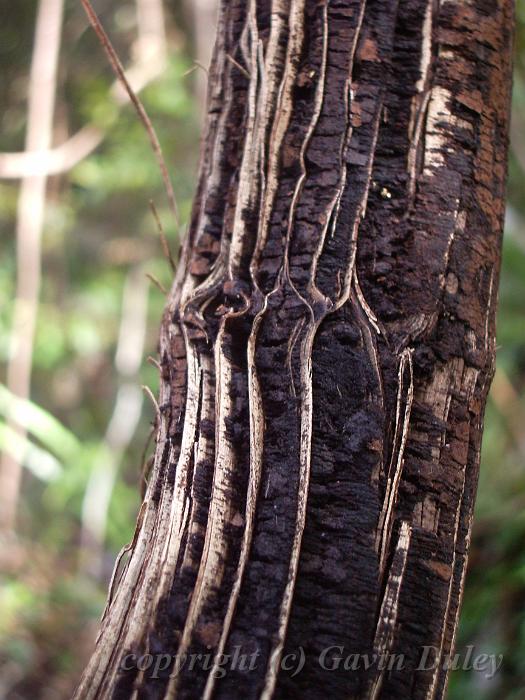 Trunk patterns, Binna Burra IMGP1552.JPG